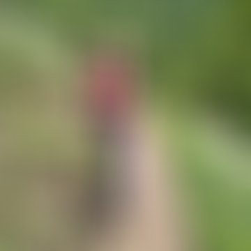 Bernadett, 74 éves társkereső 2. fotója (Székesfehérvár, 3823216)