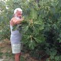Lajos, 72 éves társkereső 2. fotója (Gellénháza, 3550229)
