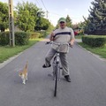 Norbert, 47 éves társkereső profilképe (Csorvás, 4083542)