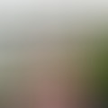 Daniella, 46 éves társkereső profilképe (Pécs, 3810146)